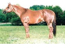 Mein Pferd !